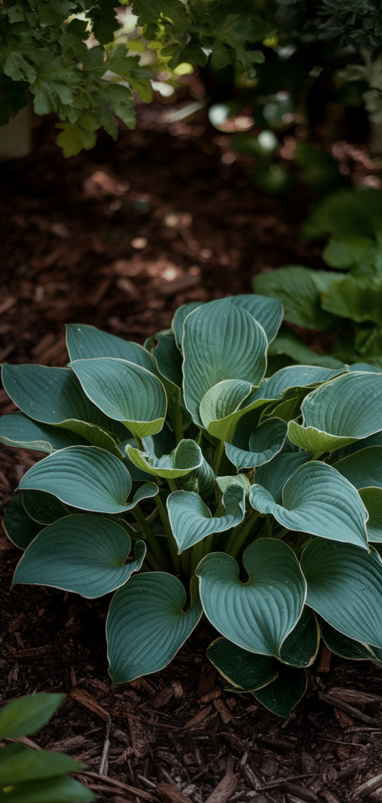 Best Hostas Gardening Tricks
