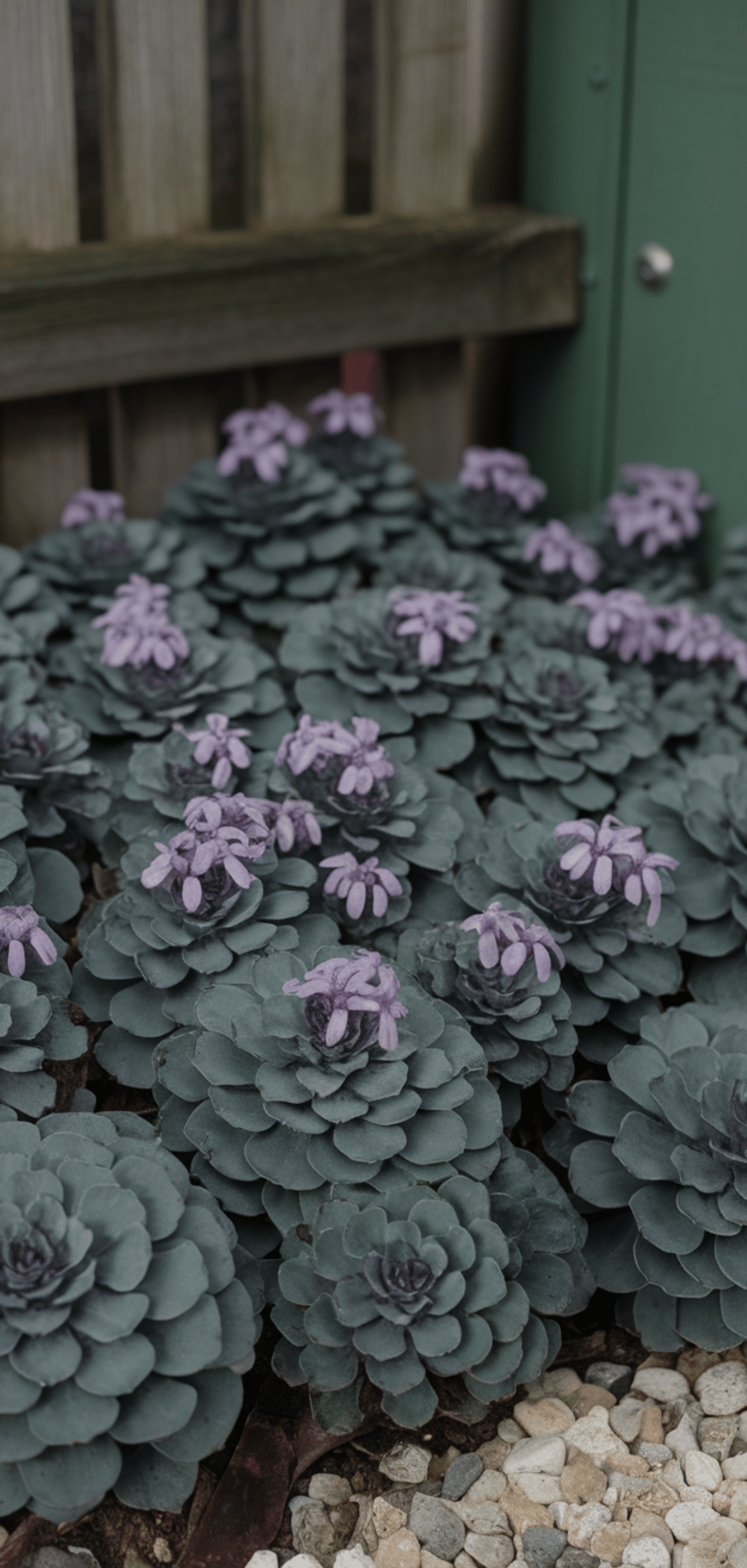 Perfect Foolproof Perennials That Thrive in the Shade