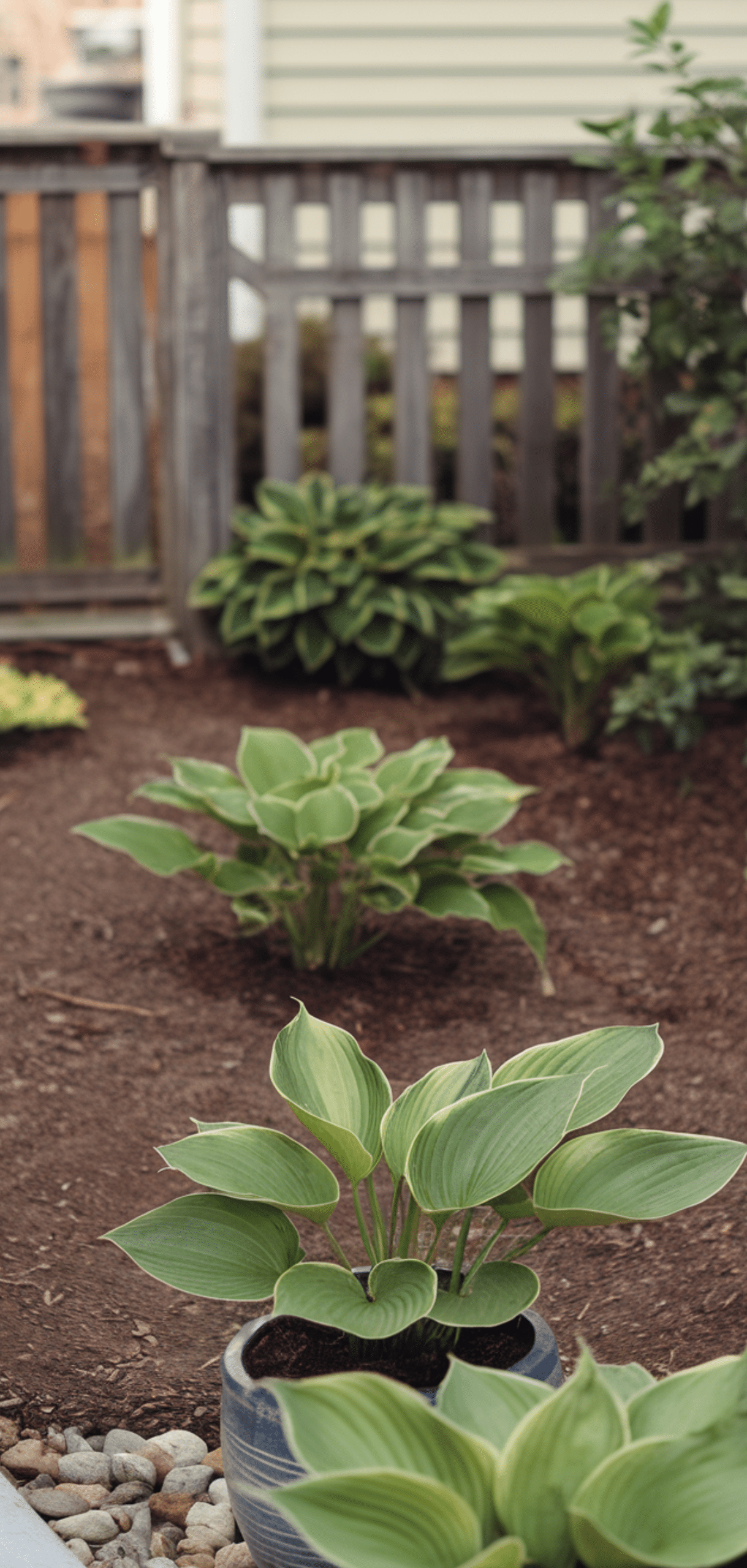 Best Hostas Gardening Tricks