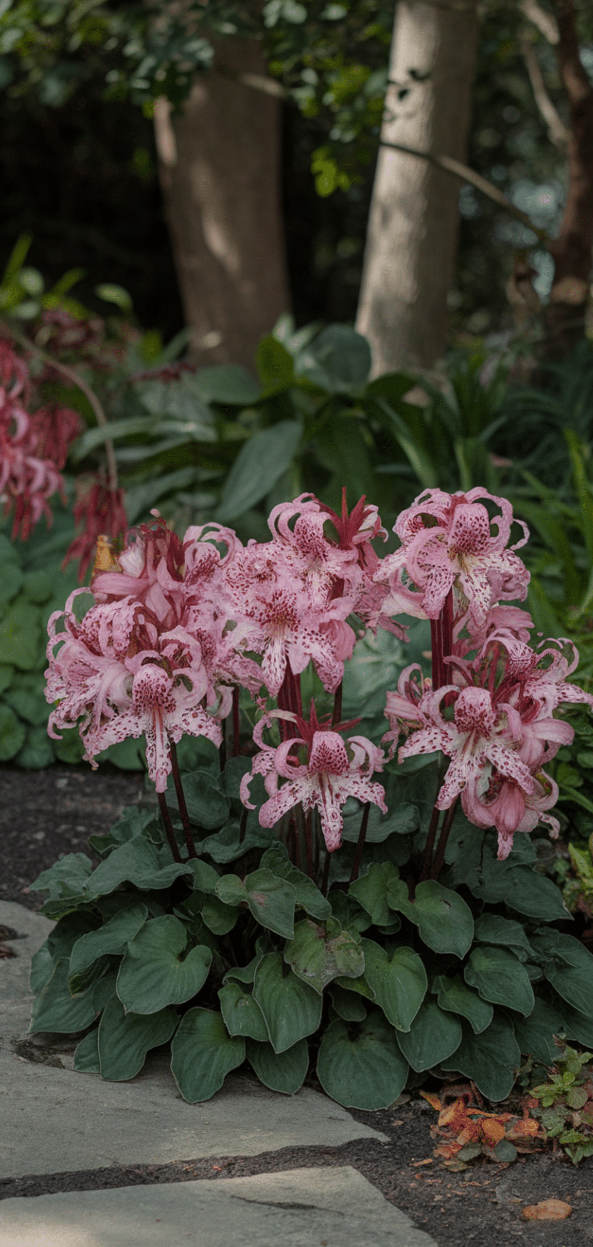 Perfect Foolproof Perennials That Thrive in the Shade