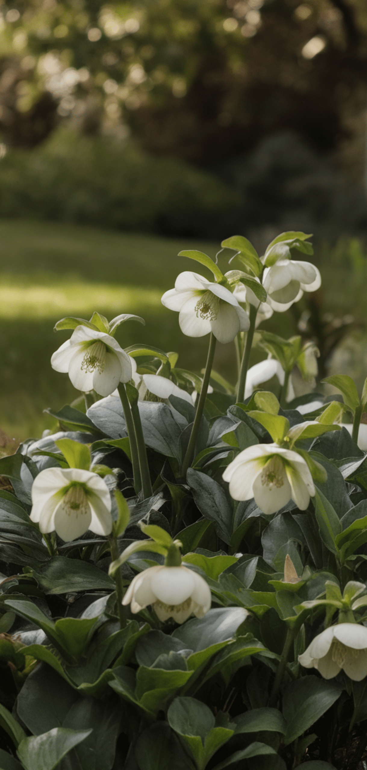 Perfect Foolproof Perennials That Thrive in the Shade