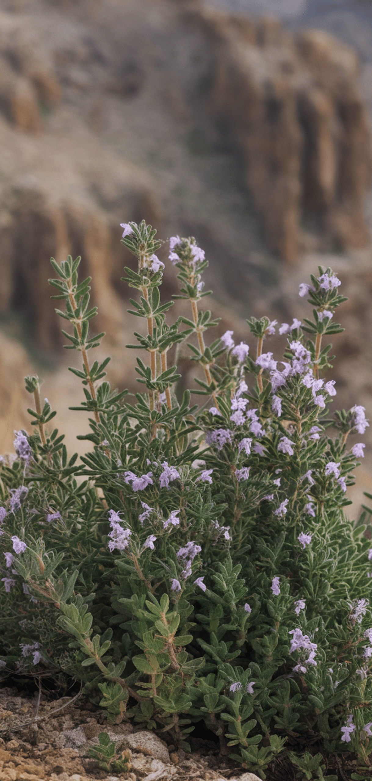 Perfect Perennial Herbs to Plant Once and Enjoy Year after Year