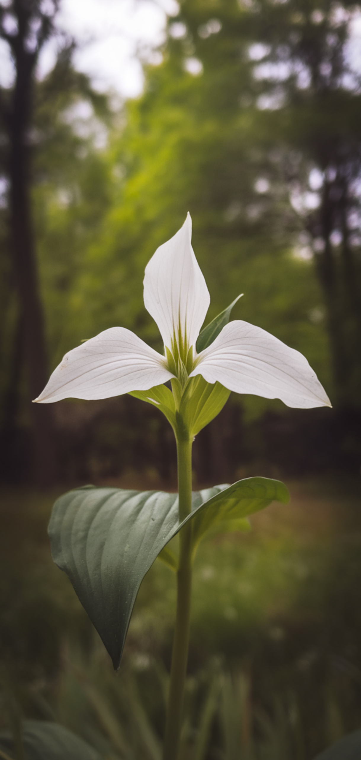 Perfect Foolproof Perennials That Thrive in the Shade