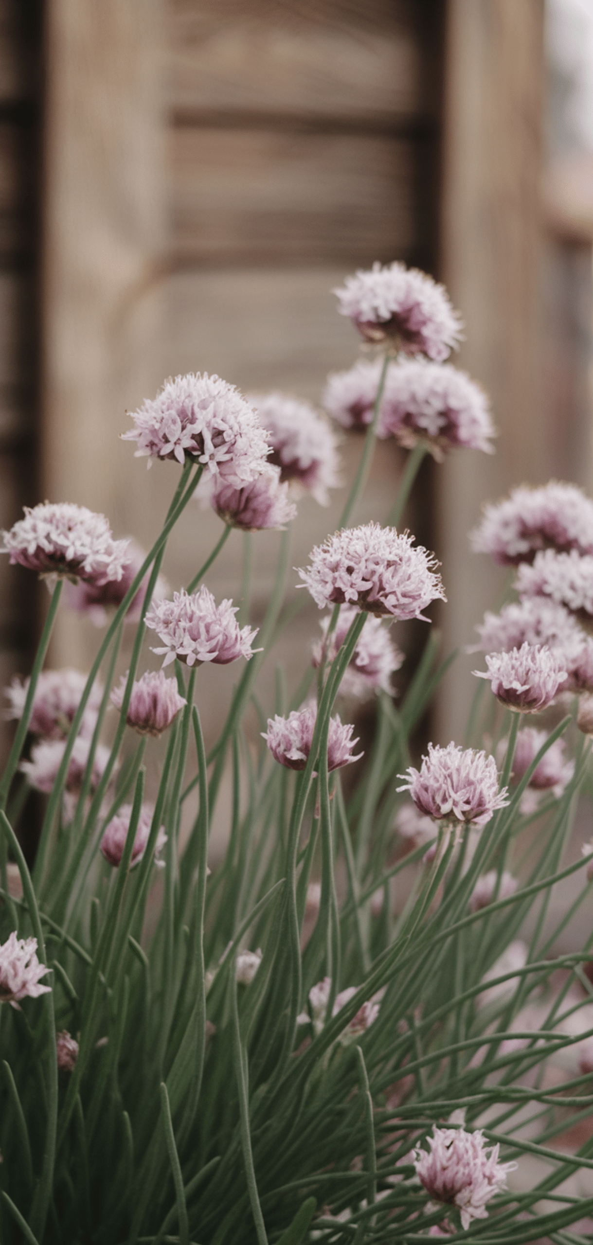 Perfect Perennial Herbs to Plant Once and Enjoy Year after Year