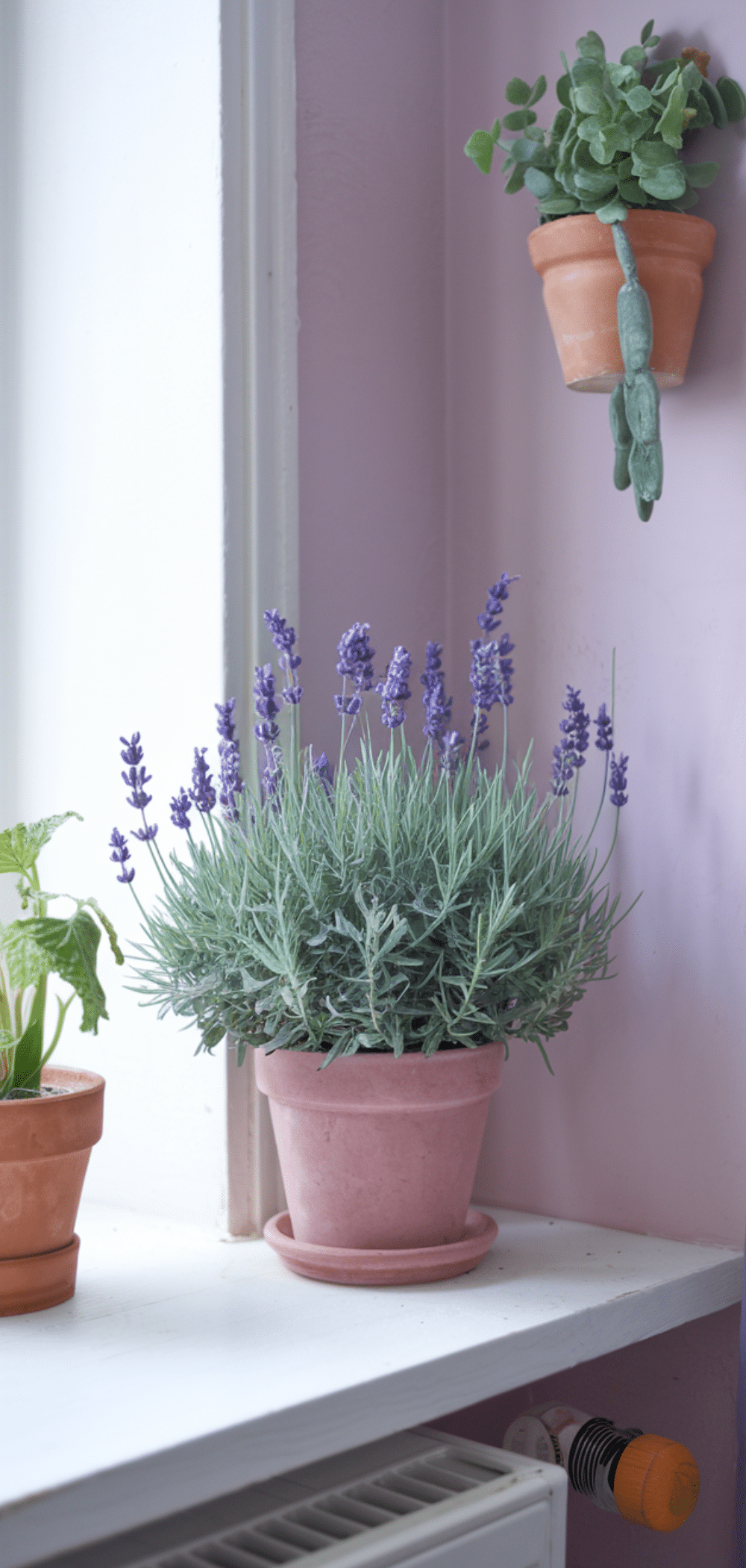 16 Genius Lavender Apartment Inspirations for 2026