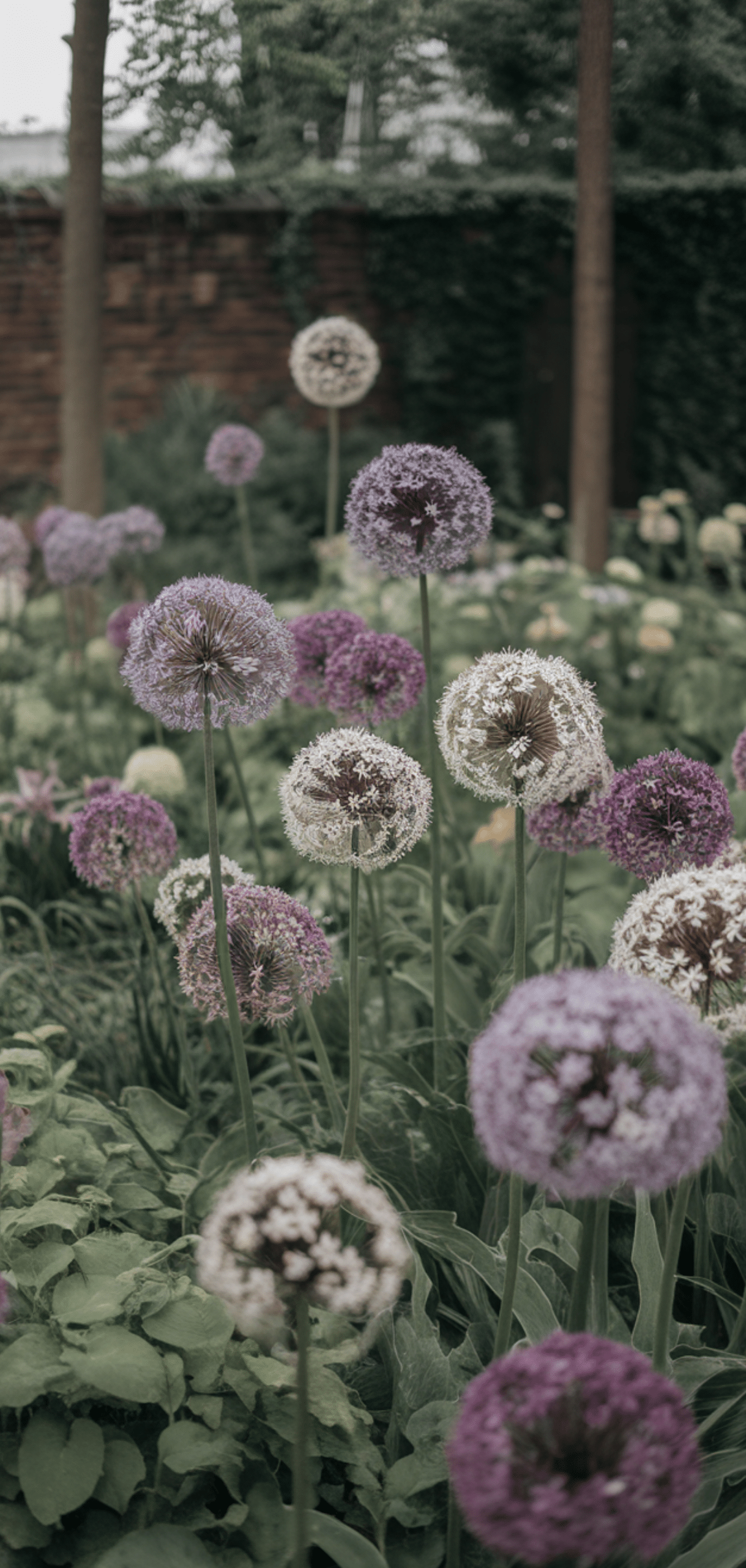 Gorgeous Allium Garden Ideas