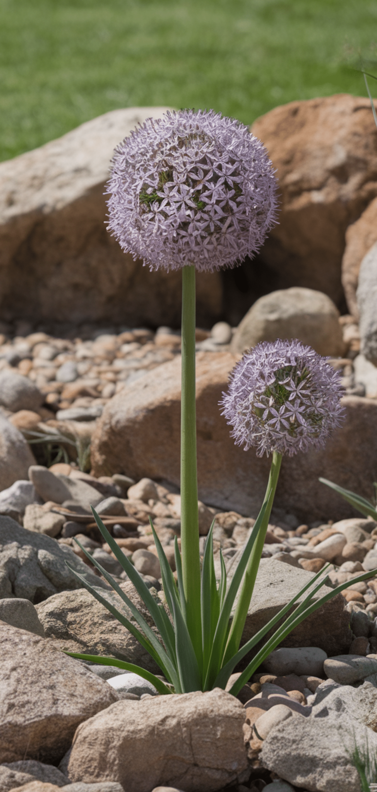 Gorgeous Allium Garden Ideas