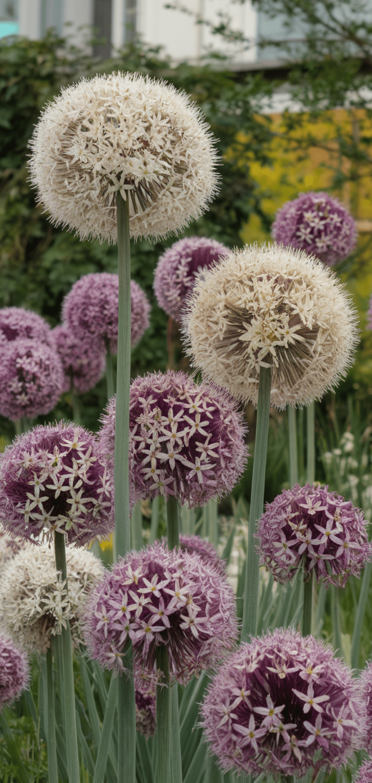 Gorgeous Allium Garden Ideas