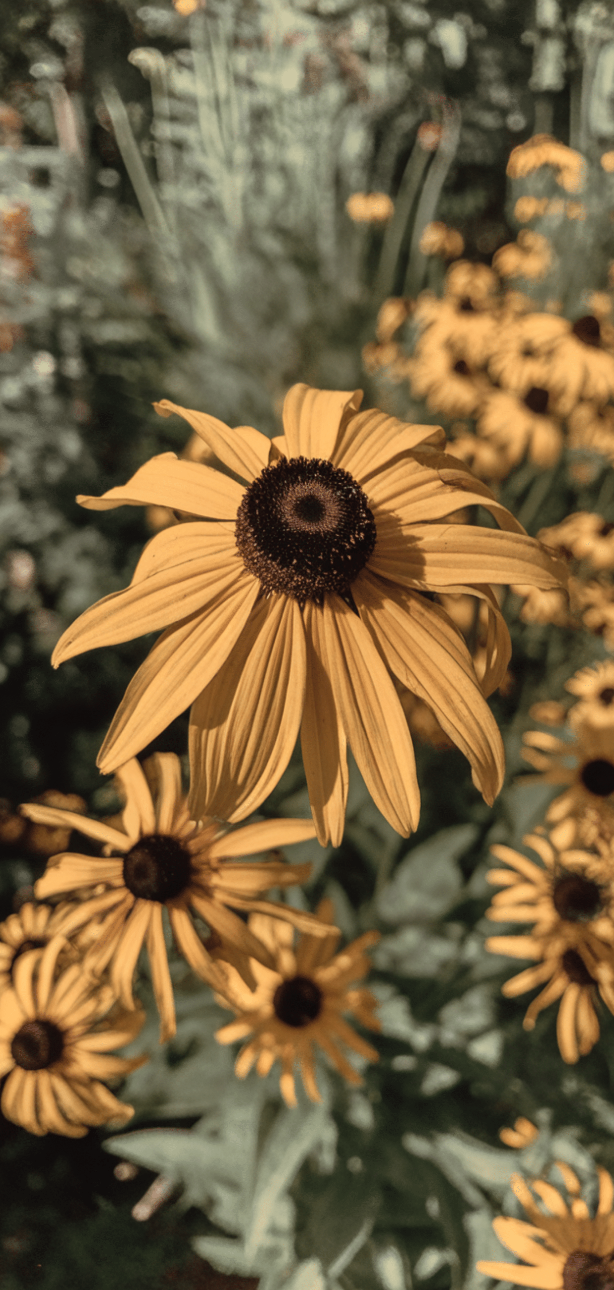 Perfect Perennial Flowers for a Spring to Fall Garden That Continuously Blooming