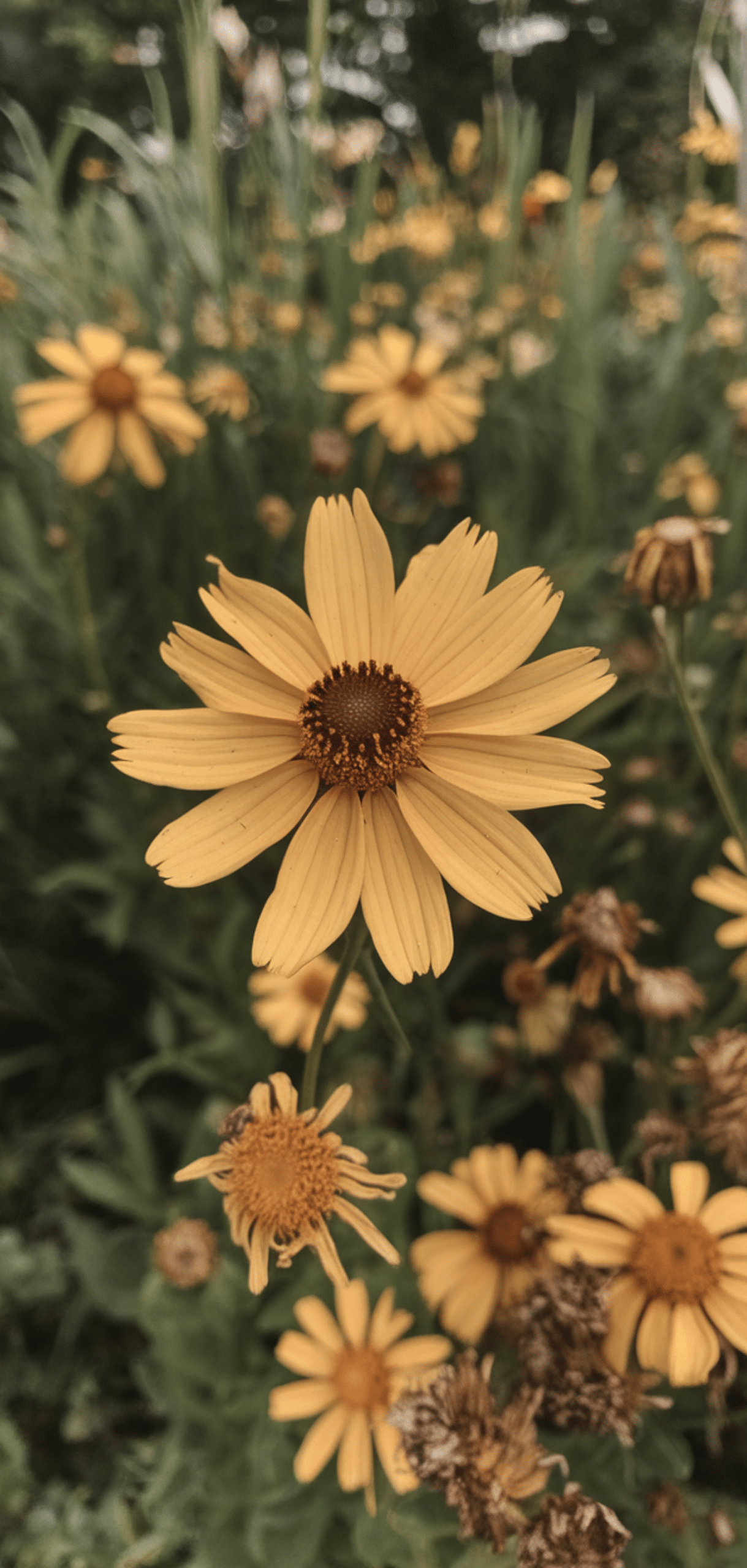 Perfect Perennial Flowers for a Spring to Fall Garden That Continuously Blooming