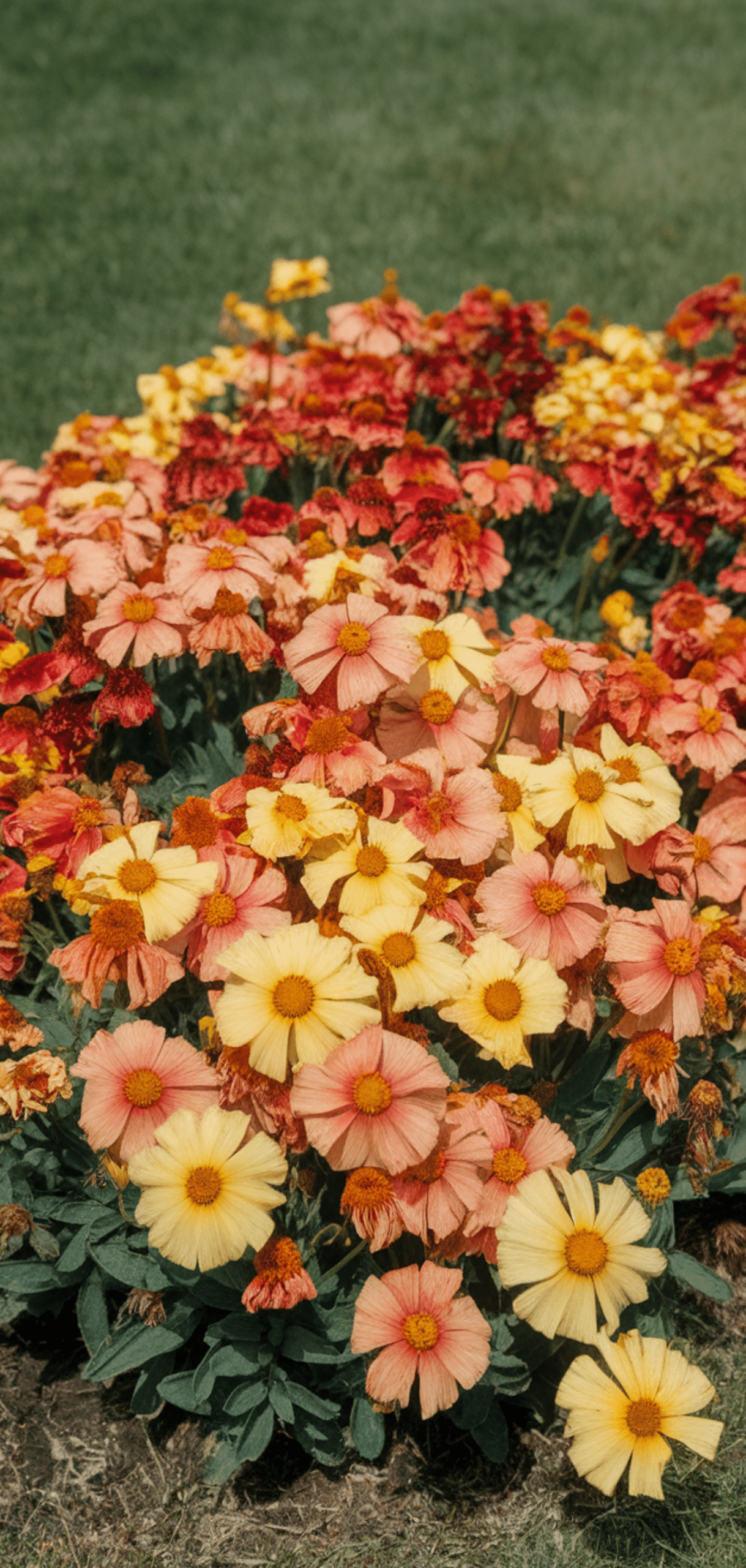 Long-Blooming Perennials for a Colorful Garden