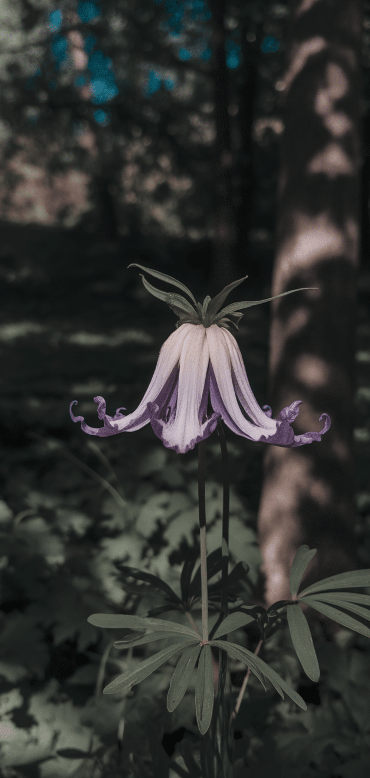 Easy Pollinator Flowers That Grow Well in Shade