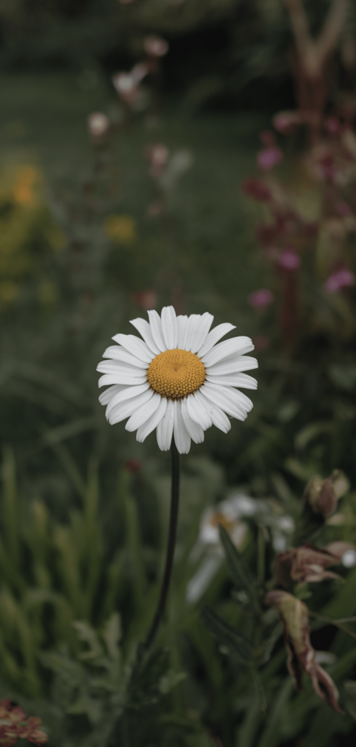 Perfect Perennial Flowers for a Spring to Fall Garden That Continuously Blooming