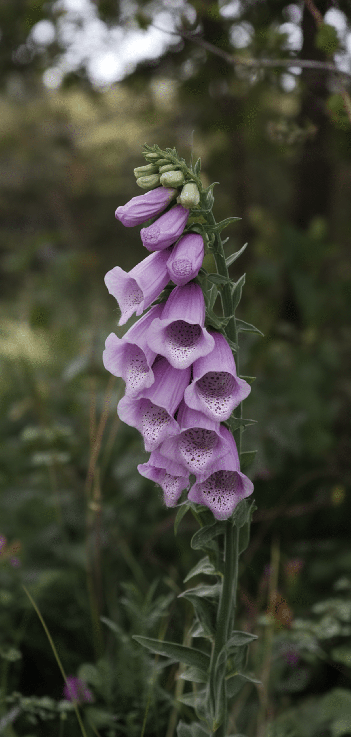 Easy Pollinator Flowers That Grow Well in Shade