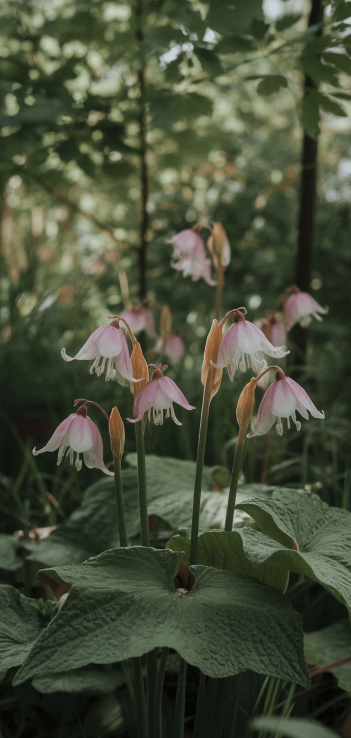 Easy Pollinator Flowers That Grow Well in Shade