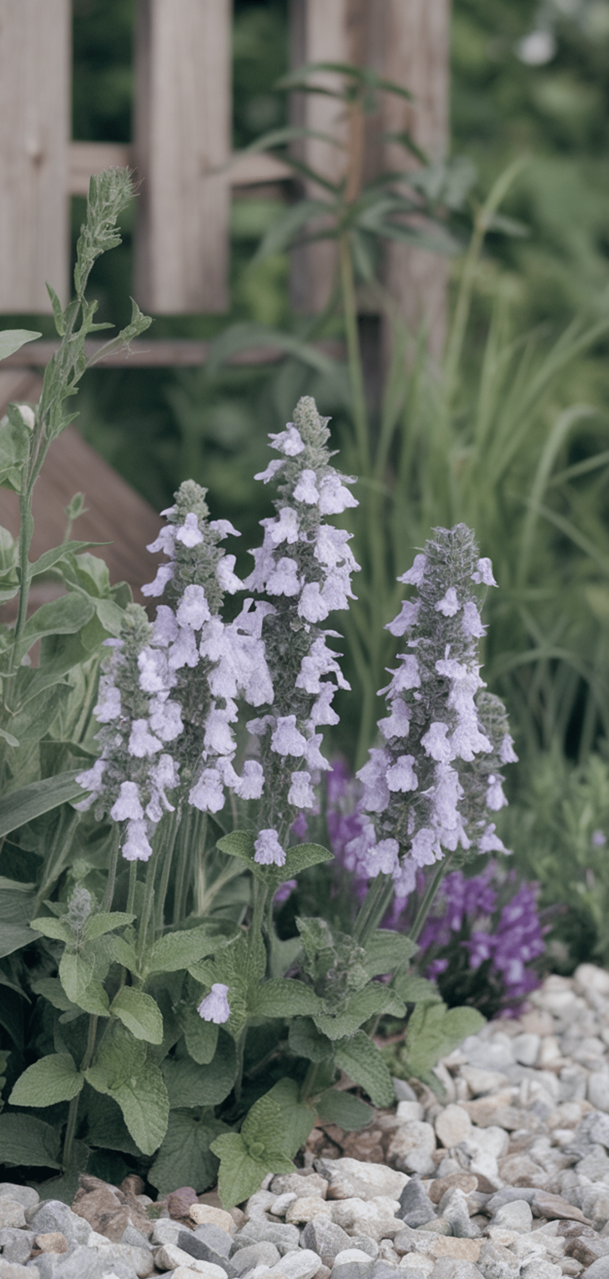 Perfect Perennial Flowers for a Spring to Fall Garden That Continuously Blooming