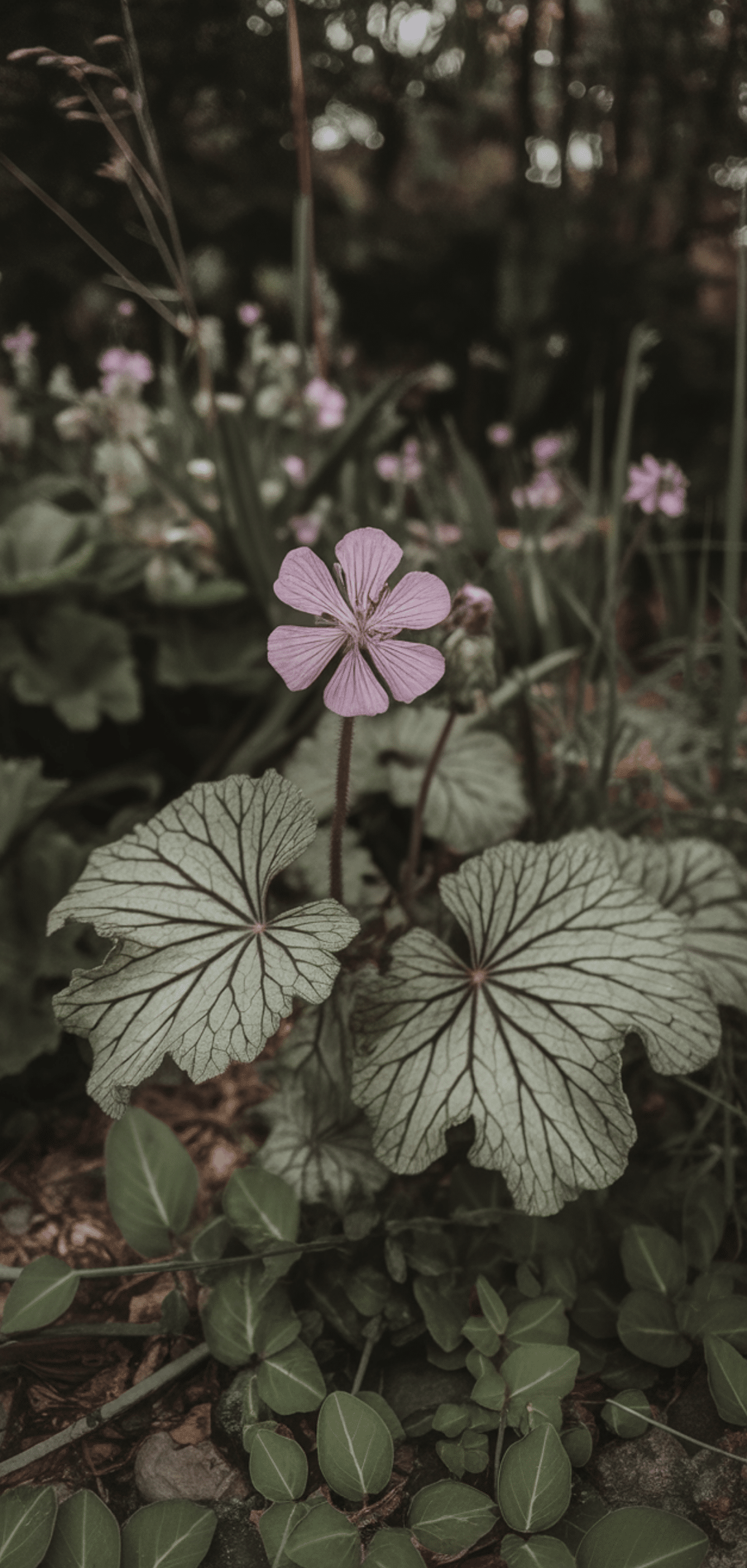 Easy Pollinator Flowers That Grow Well in Shade