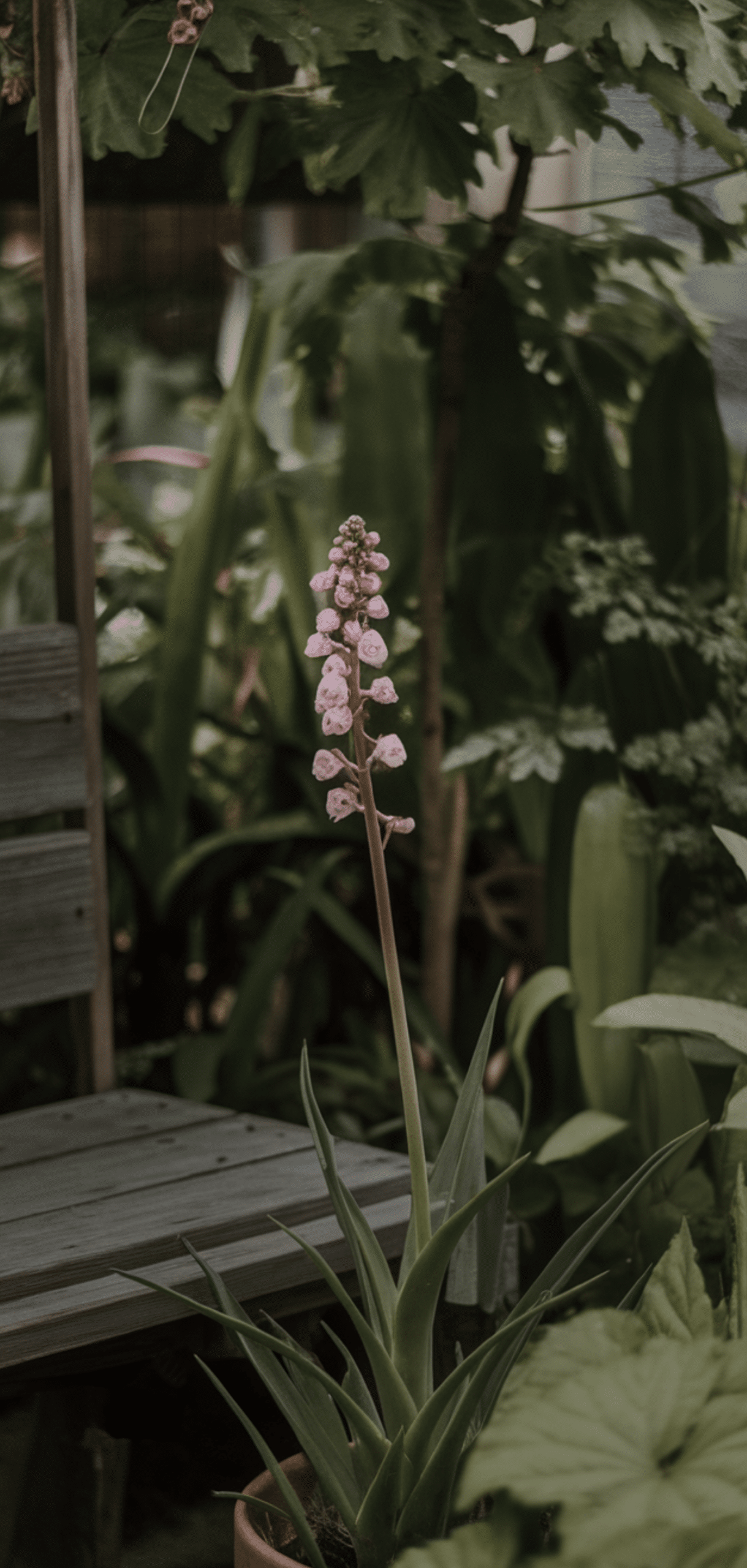 Easy Pollinator Flowers That Grow Well in Shade