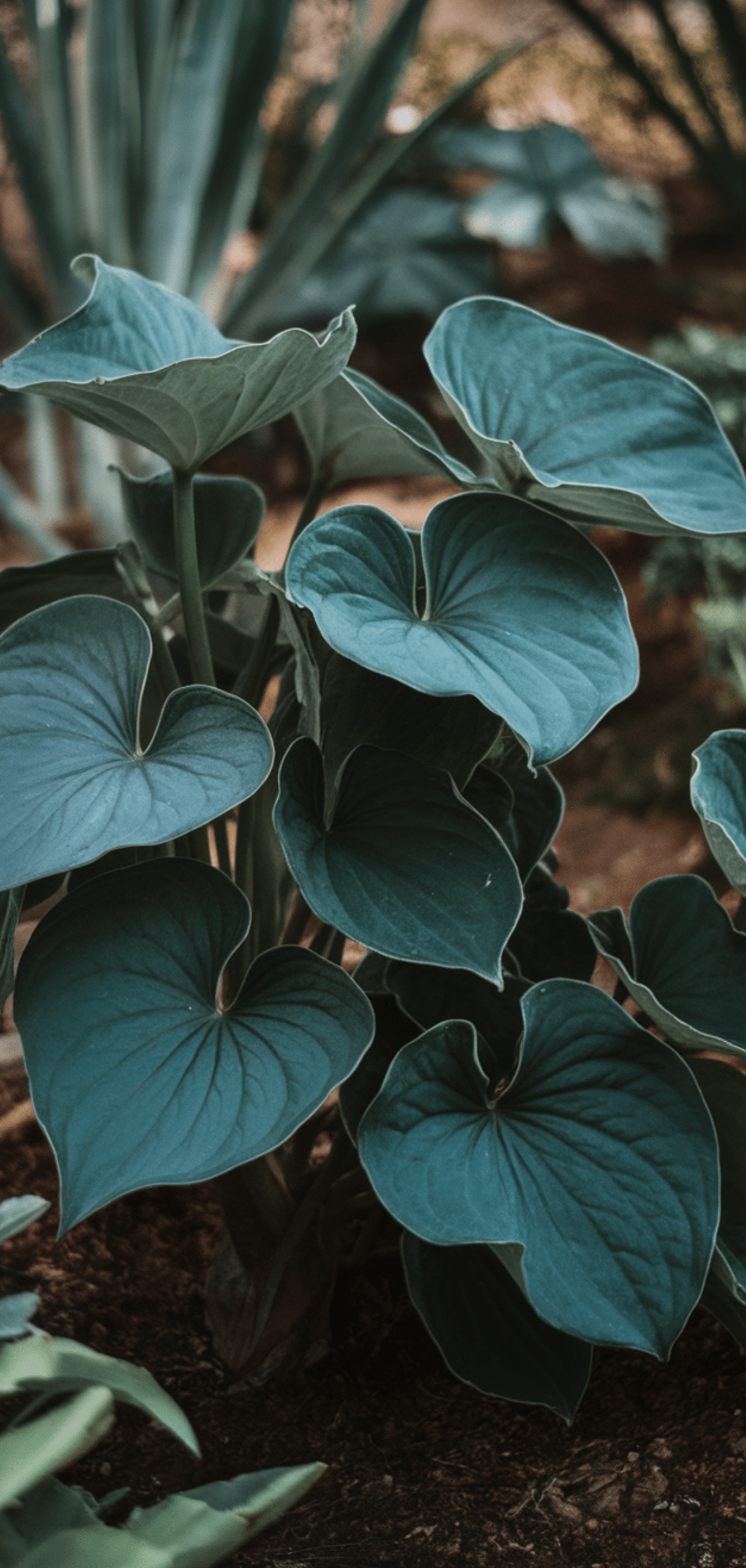 Perfect Shade Perennials for a Lush