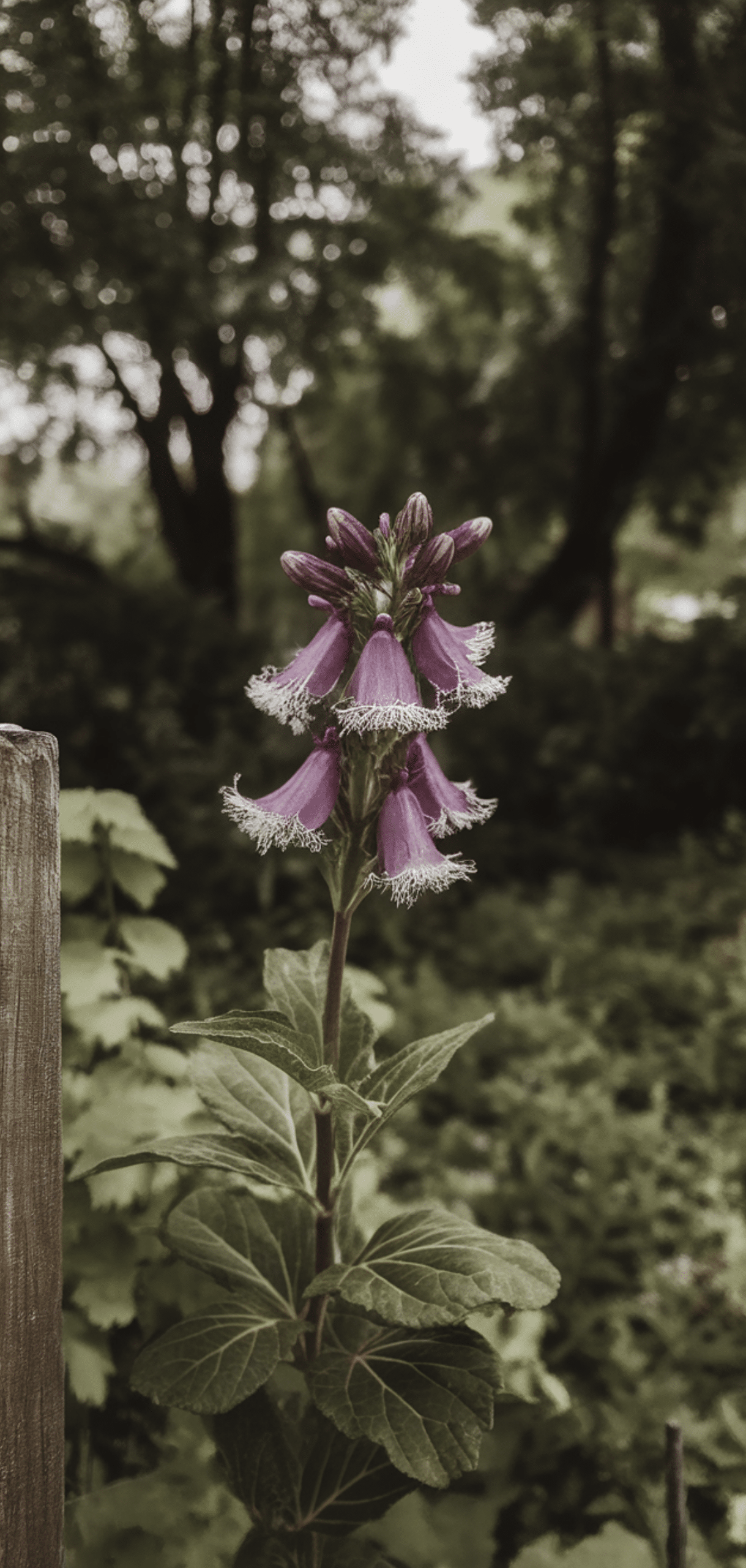 Easy Pollinator Flowers That Grow Well in Shade
