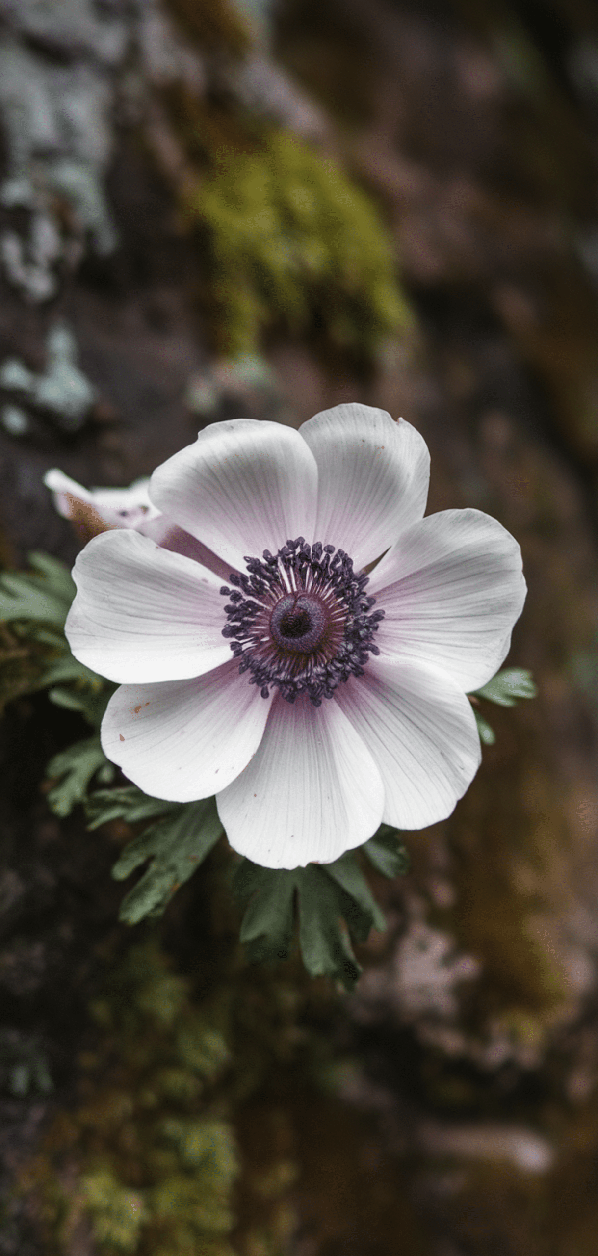 Easy Pollinator Flowers That Grow Well in Shade