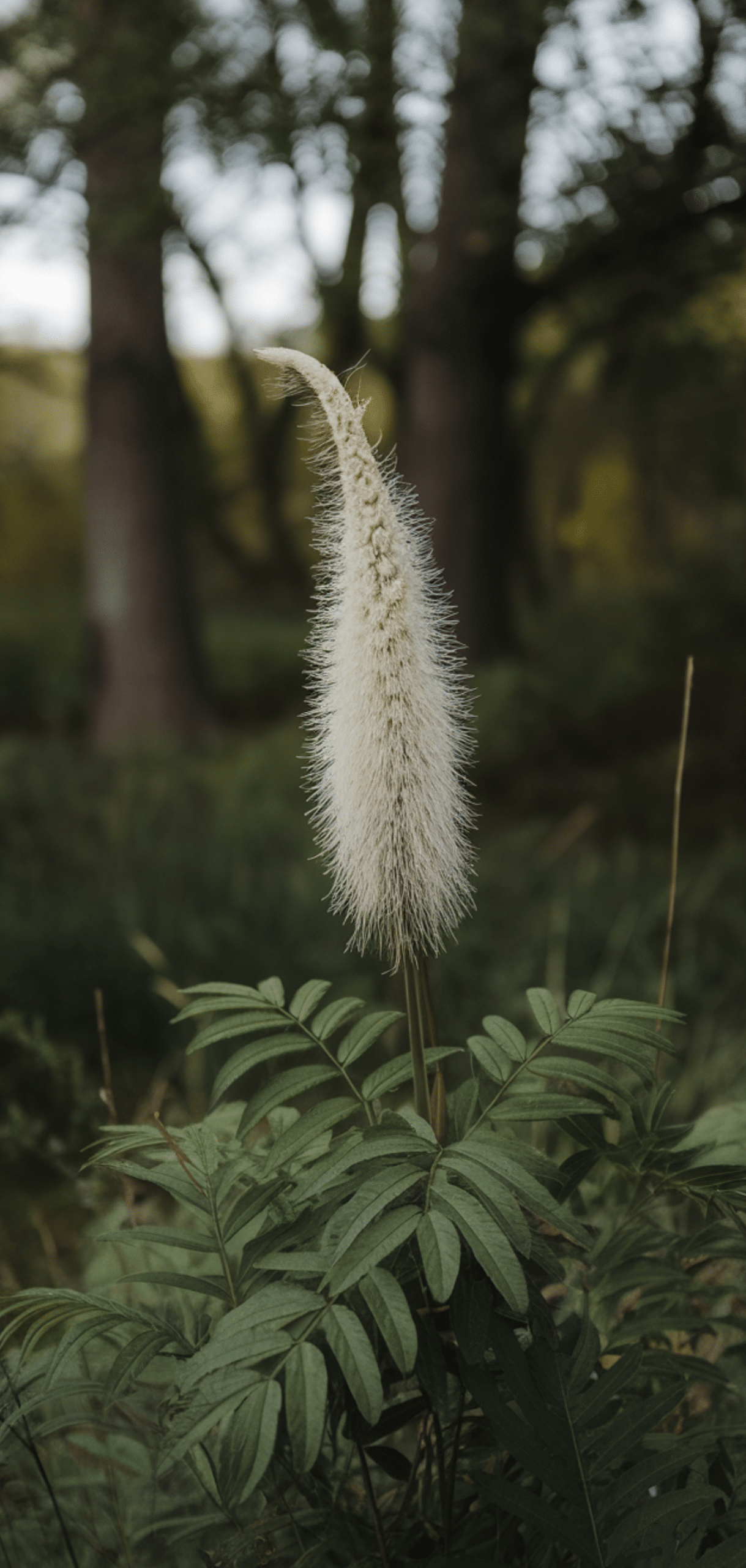 Easy Pollinator Flowers That Grow Well in Shade