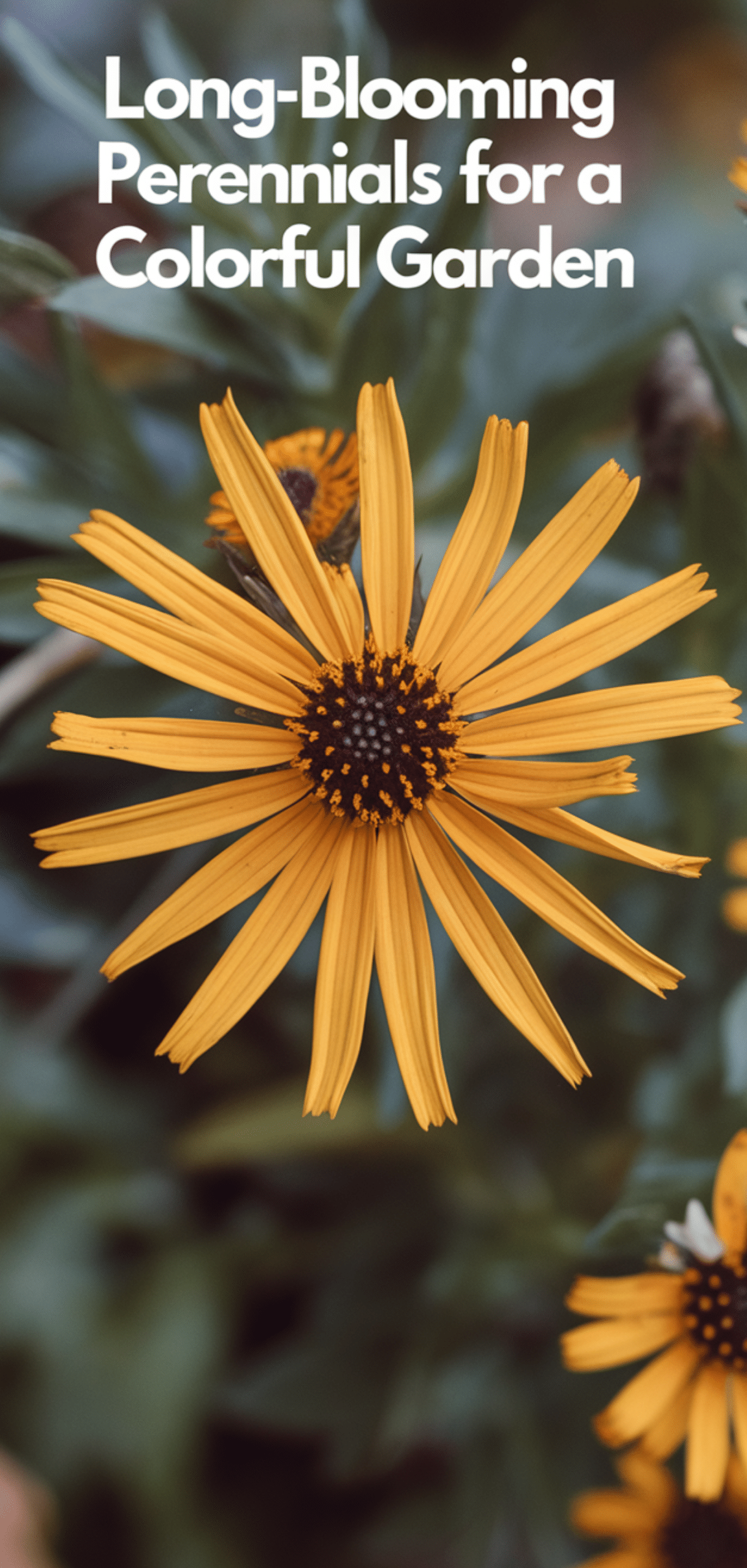 Long-Blooming Perennials for a Colorful Garden