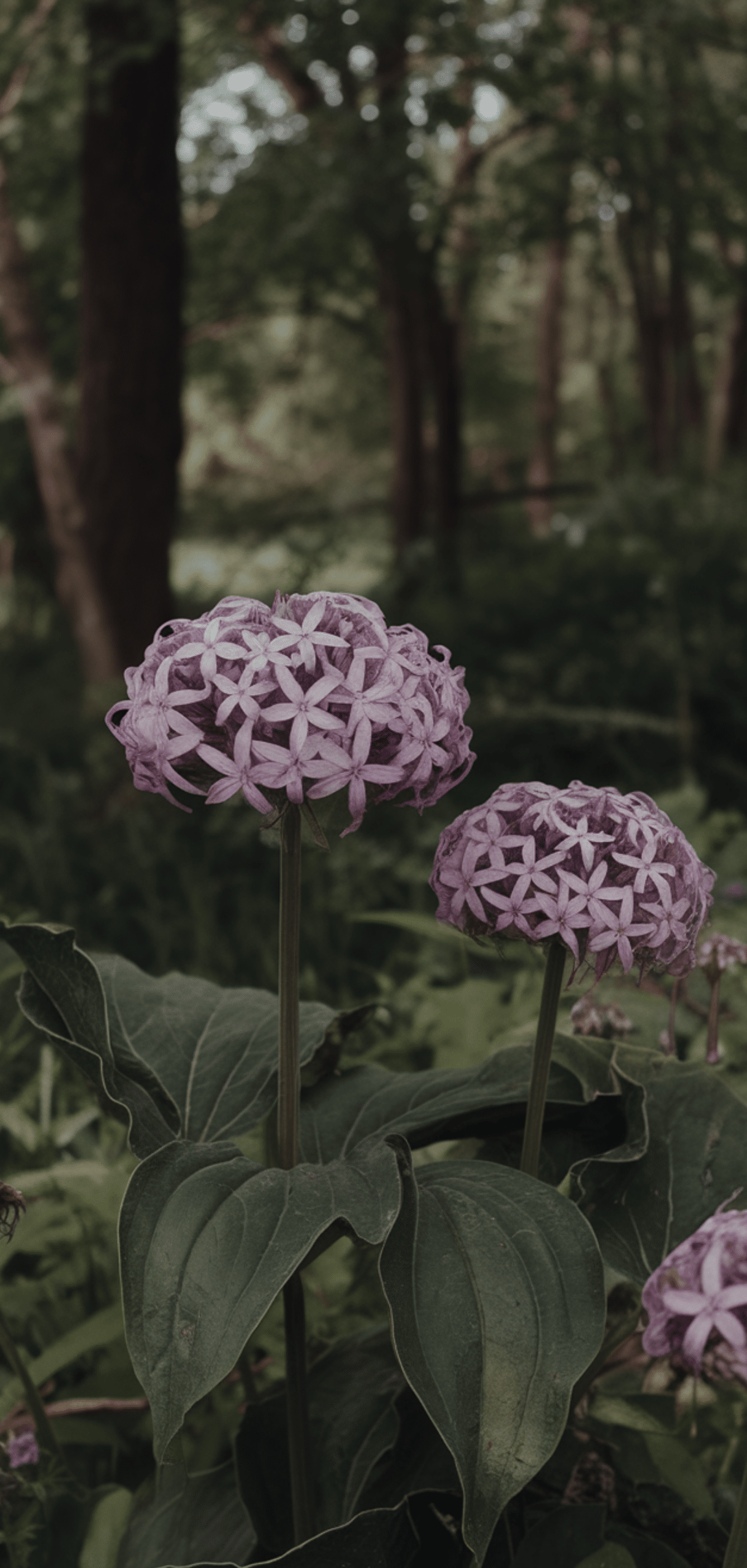 Easy Pollinator Flowers That Grow Well in Shade