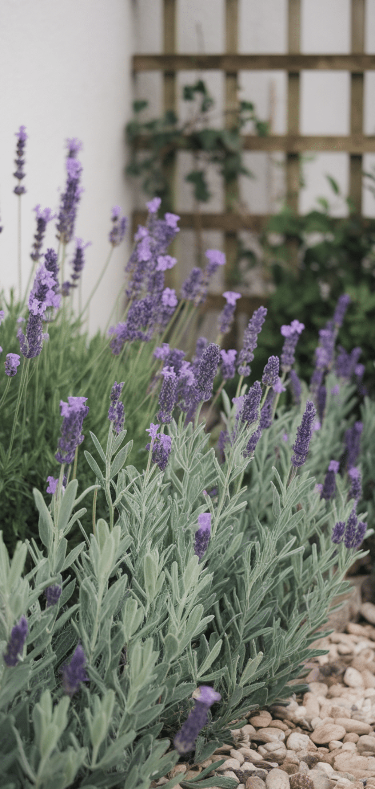 Long-Blooming Perennials for a Colorful Garden