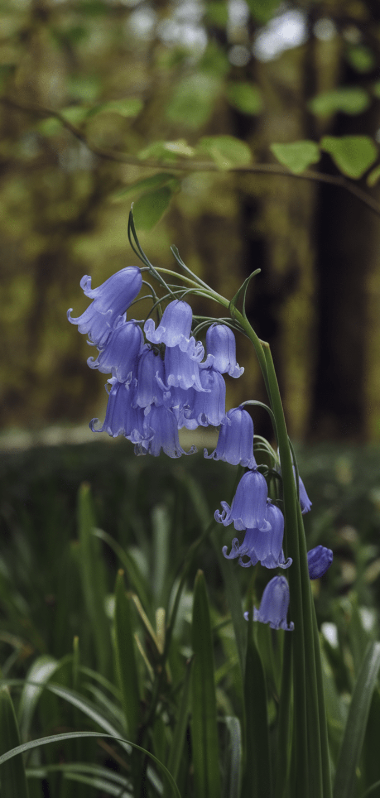 Easy Pollinator Flowers That Grow Well in Shade