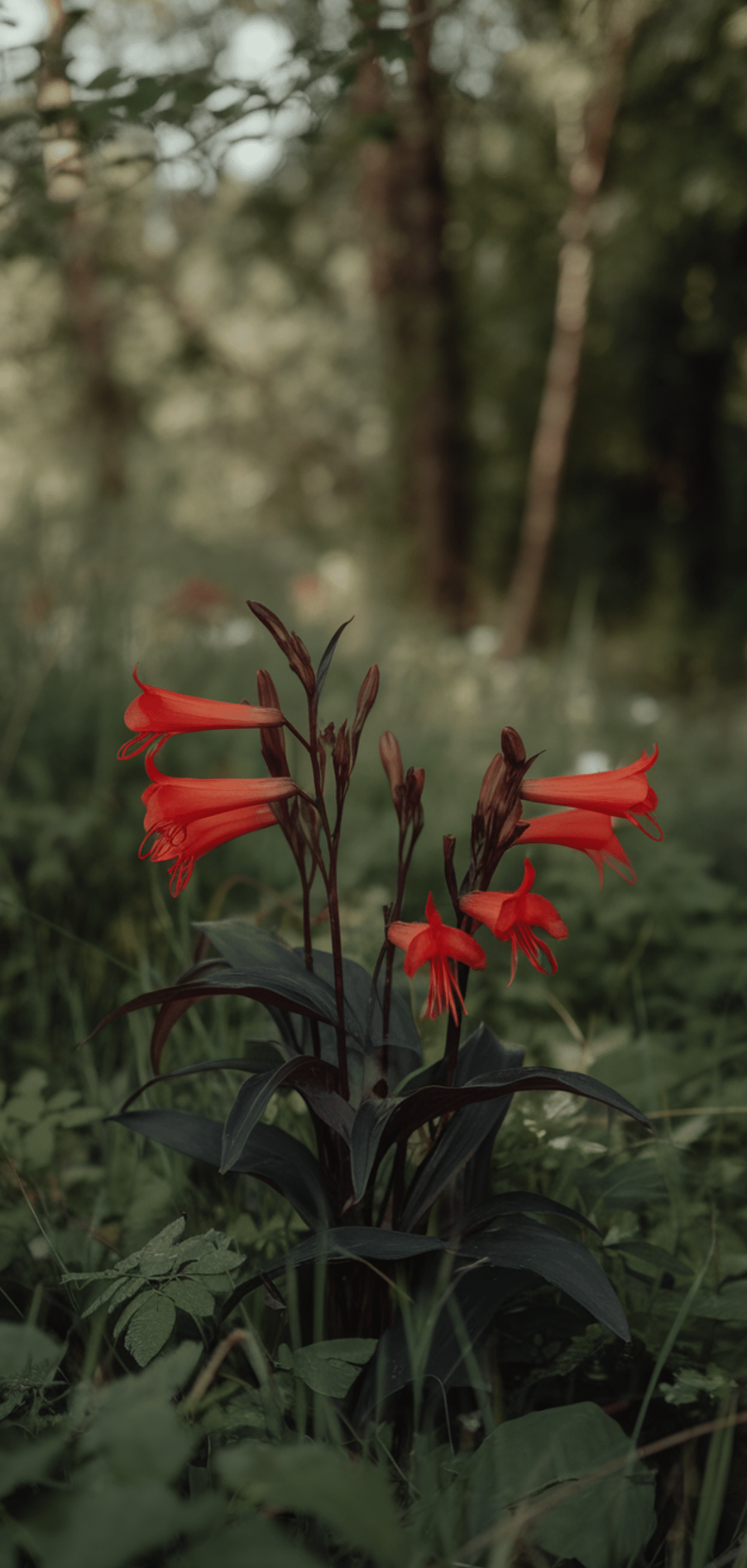 Easy Pollinator Flowers That Grow Well in Shade