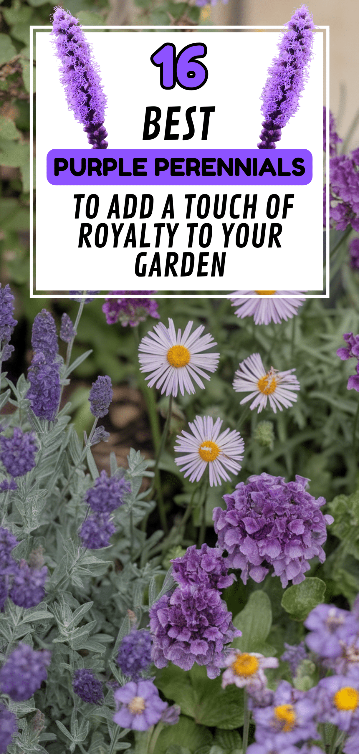 Best Purple Perennials to Add a Touch of Royalty to Your Garden