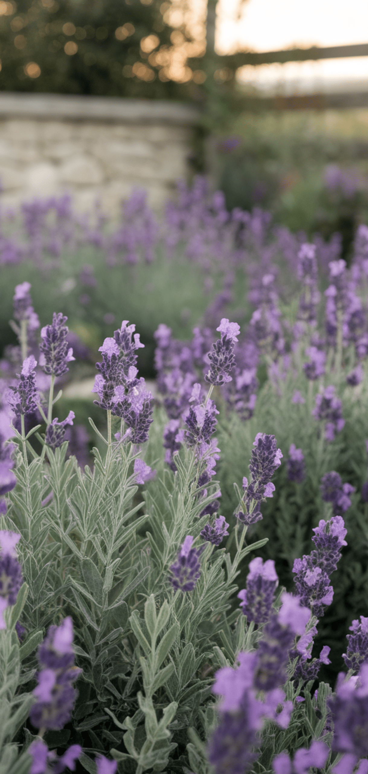 Best Purple Perennials to Add a Touch of Royalty to Your Garden