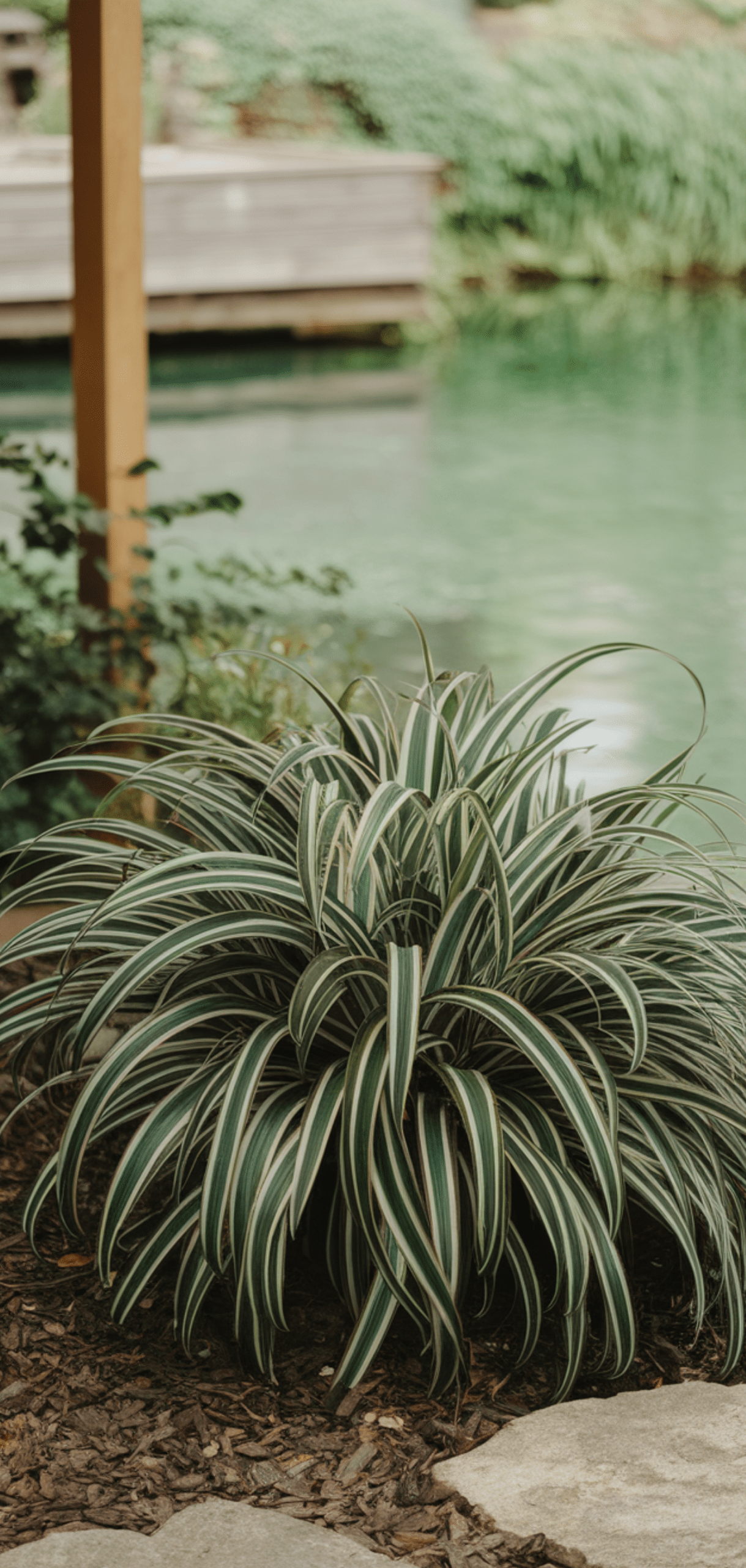 Perfect Shade Perennials for a Lush