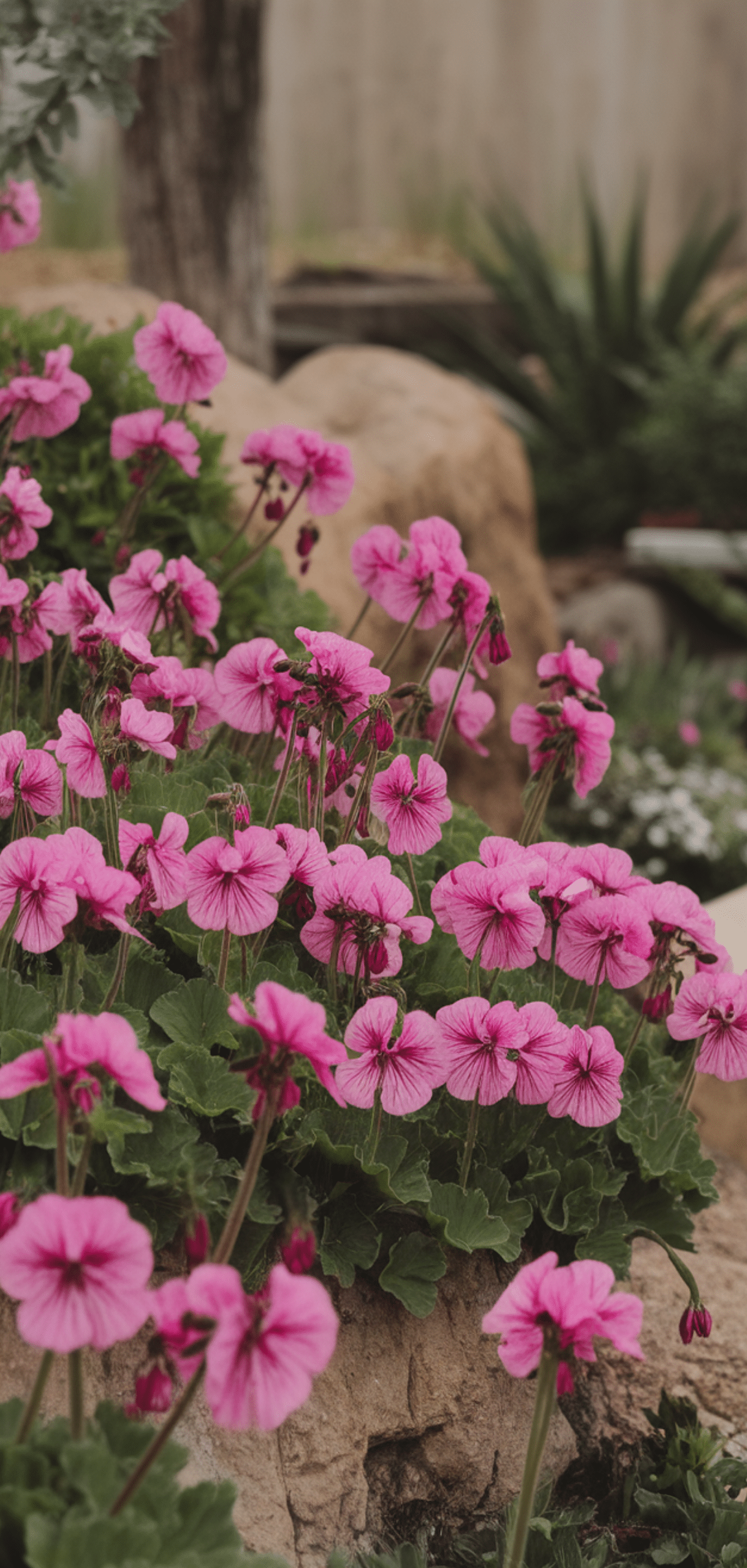 Long-Blooming Perennials for a Colorful Garden