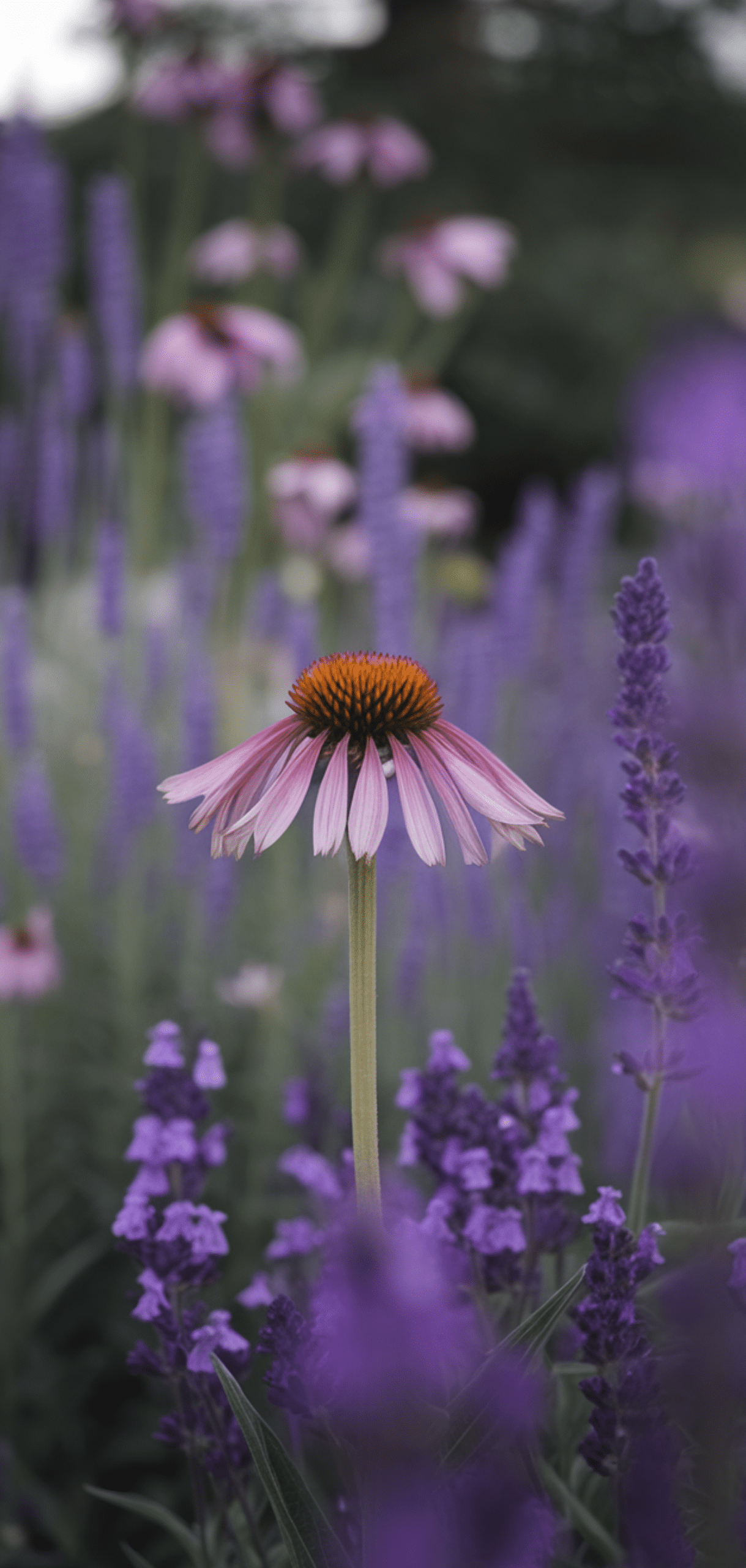 Best Purple Perennials to Add a Touch of Royalty to Your Garden