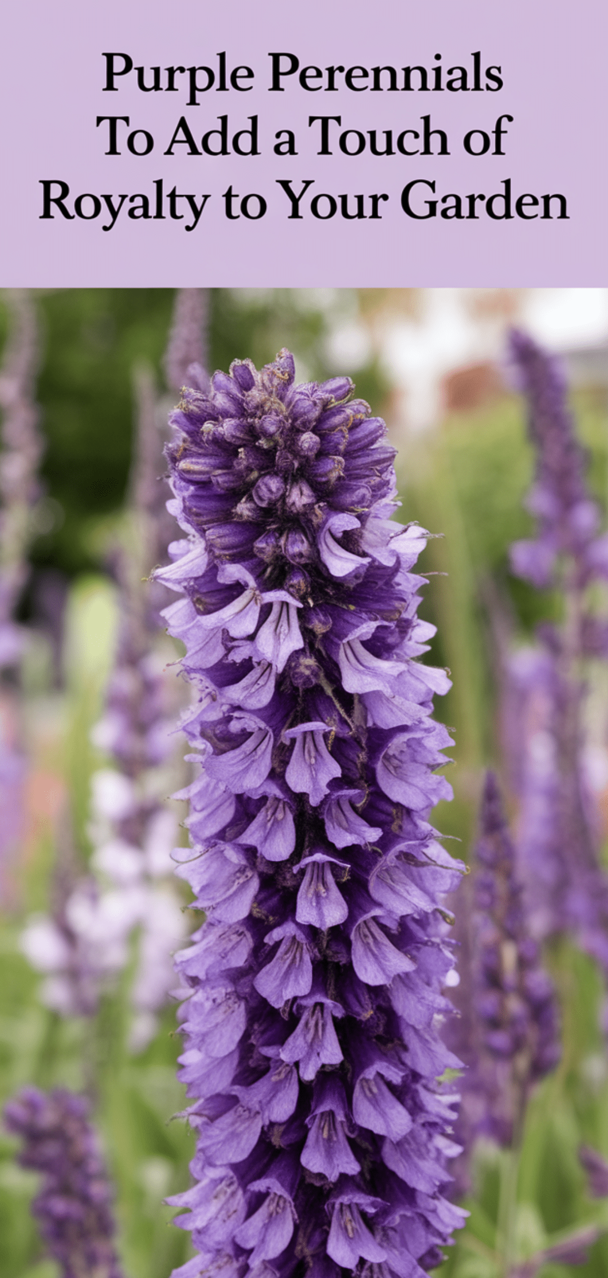 Best Purple Perennials to Add a Touch of Royalty to Your Garden