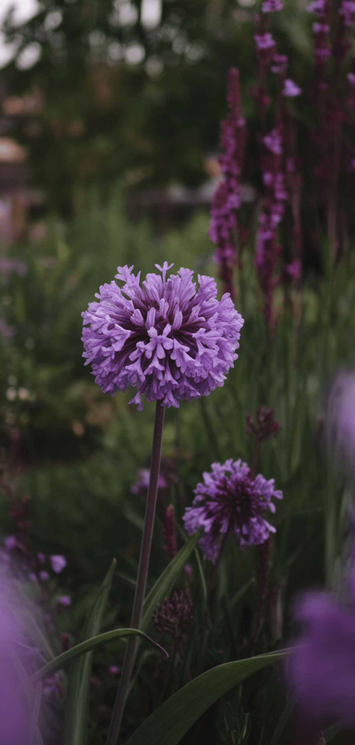 Best Purple Perennials to Add a Touch of Royalty to Your Garden