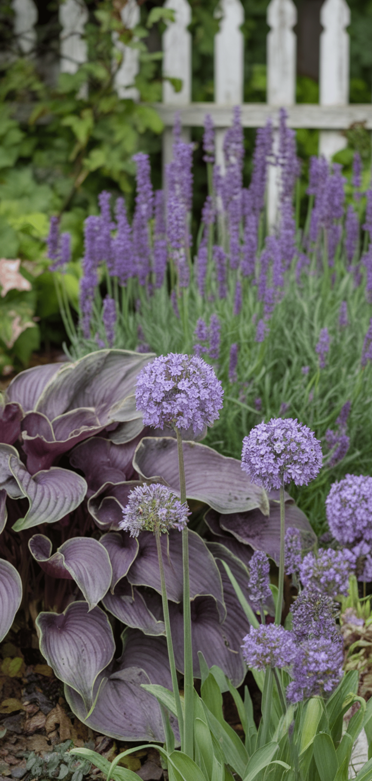 Best Purple Perennials to Add a Touch of Royalty to Your Garden