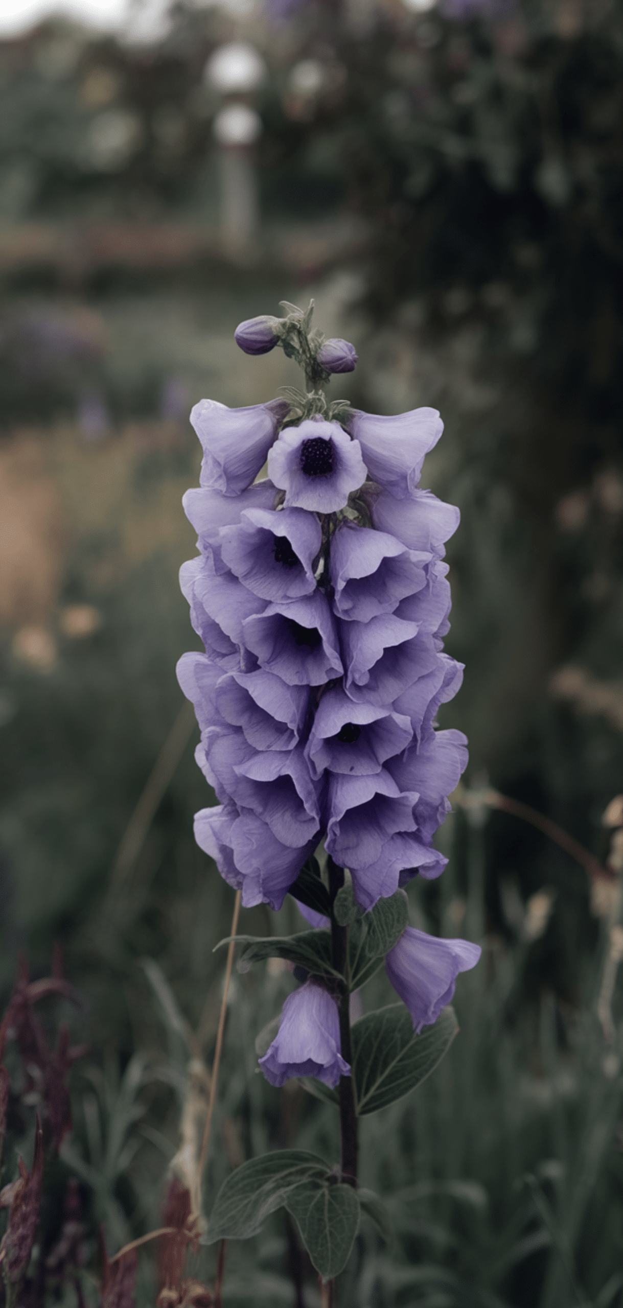 Best Purple Perennials to Add a Touch of Royalty to Your Garden