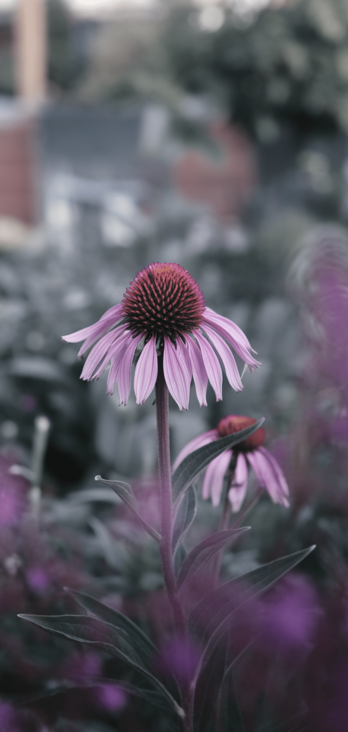 Best Purple Perennials to Add a Touch of Royalty to Your Garden