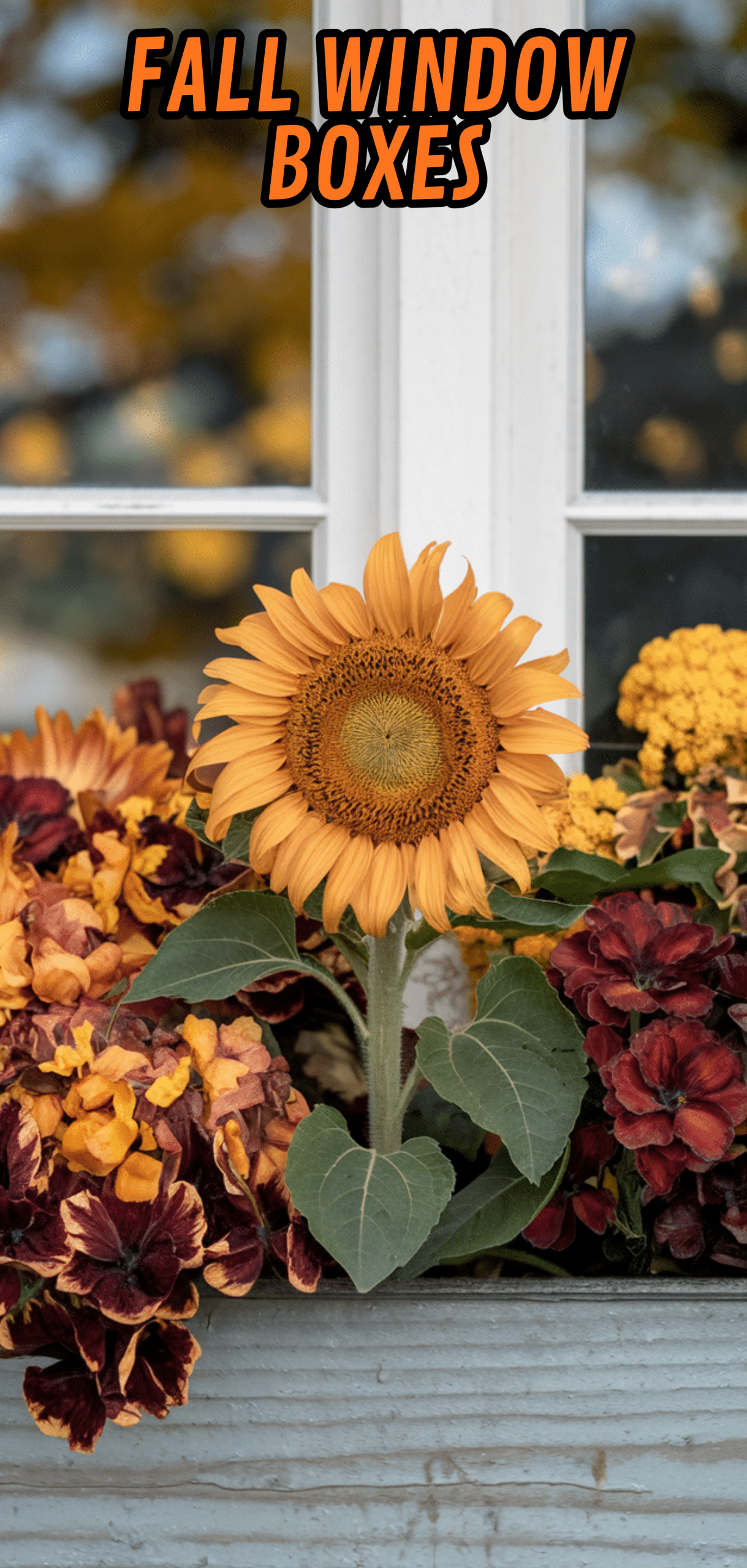 17 Beautiful Fall Window Boxes