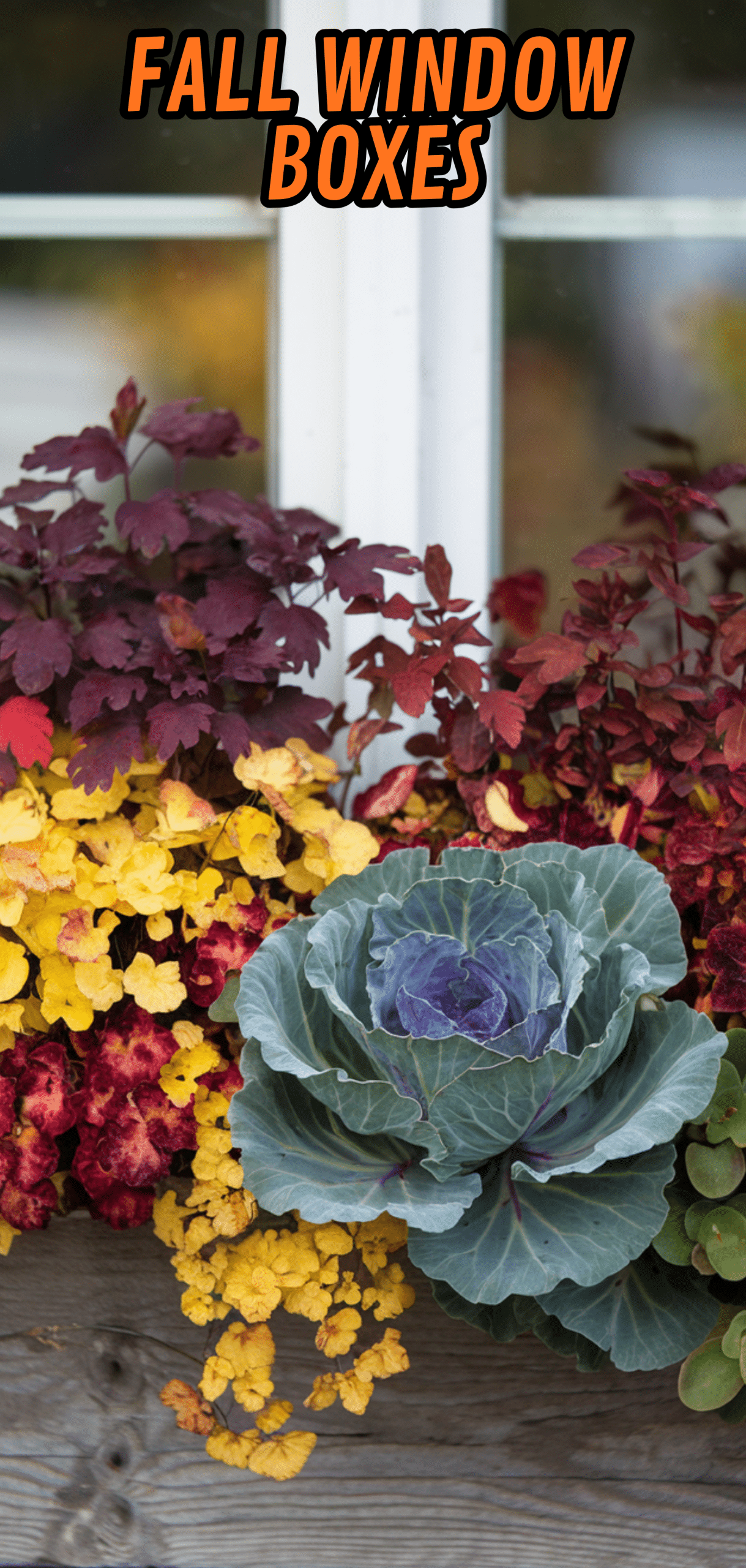 17 Beautiful Fall Window Boxes
