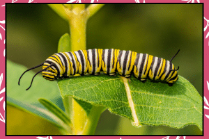 10 Best Principles of a Butterfly Garden