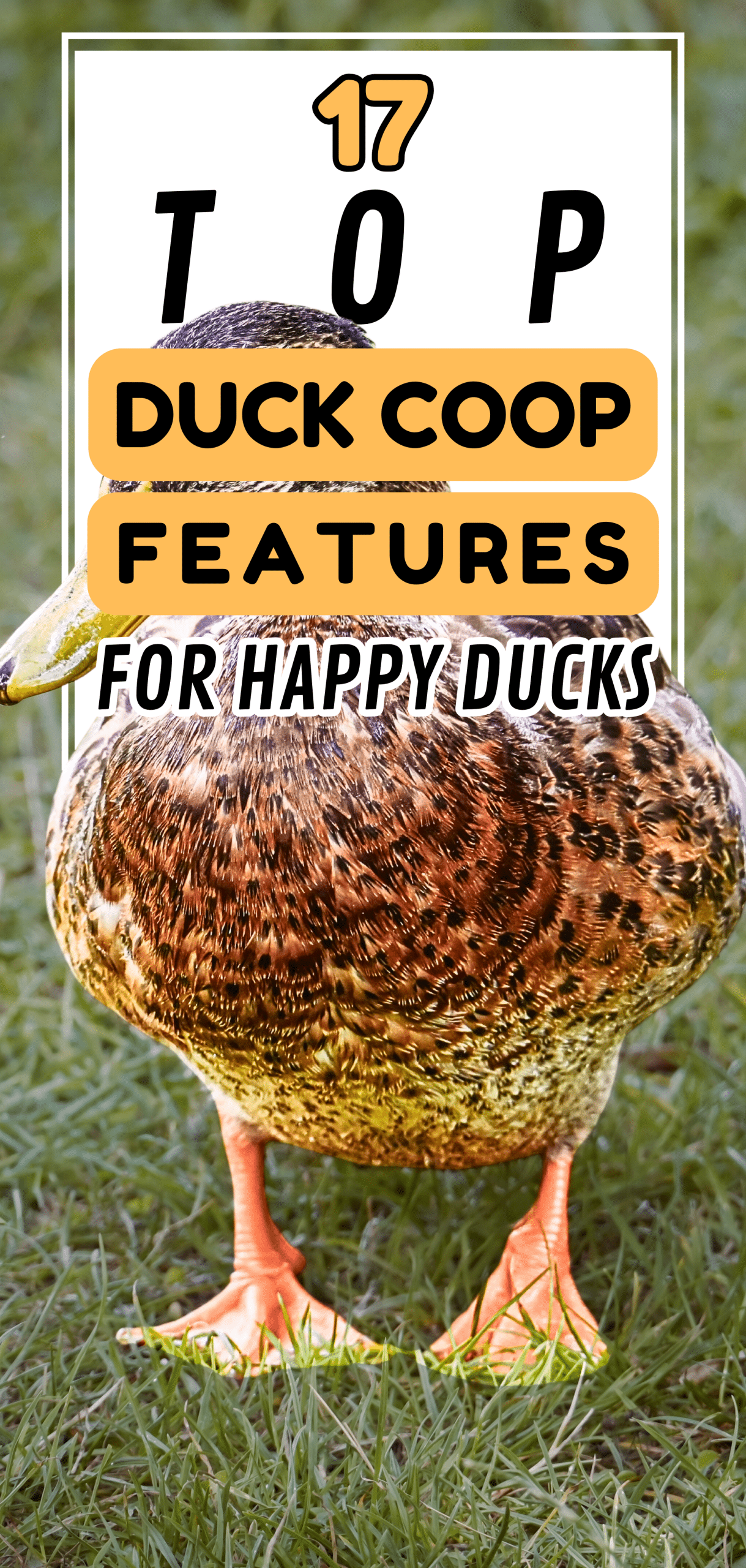 17 Top Duck Coop Features for Happy Ducks
